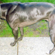 Illustration for article titled Gene-Edited Dogs With Jacked-Up Muscles Are a World's First